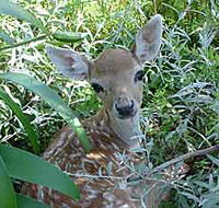 Mesopotamia Lodge Deer Park - Accommodation Tasmania