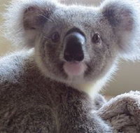 Koala Care Centre in Lismore - Accommodation Tasmania