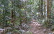 Big Scrub Loop Walking Track - thumb 0