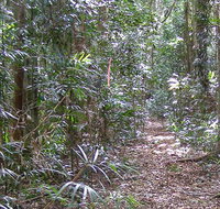 Big Scrub loop walking track - Accommodation Tasmania