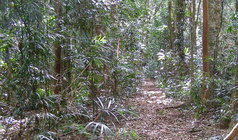 Big Scrub Loop Walking Track - Accommodation Tasmania 0