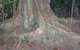 Big Scrub Loop Walking Track - thumb 1