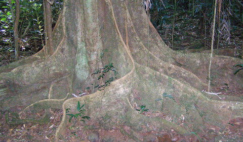 Big Scrub Loop Walking Track - Accommodation Tasmania 1