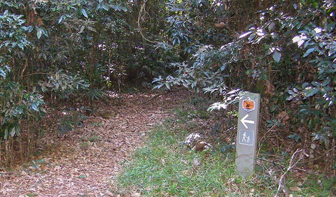 Big Scrub Loop Walking Track - Accommodation Tasmania 2