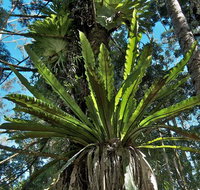 Whian Whian State Conservation Area - Accommodation Tasmania