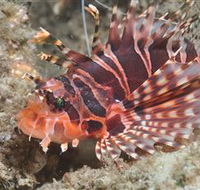 The Seaway Dive Site - Accommodation Tasmania