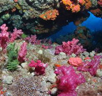 Cherubs Cave Dive Site - Accommodation Tasmania