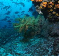 Henderson Rock Dive Site - Accommodation Tasmania