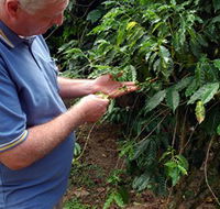 Wombah Coffee Plantation - Accommodation Tasmania