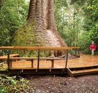 Burrawan State Forest - Accommodation Tasmania