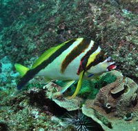 Palm Beach Reef Dive Site - Accommodation Tasmania
