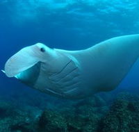 Manta Bommie Dive Site - Accommodation Tasmania