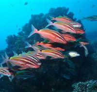 Flat Rock Dive Site - Accommodation Tasmania