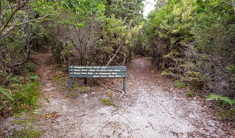 Angophora Grove Walking Track - Accommodation Tasmania 0