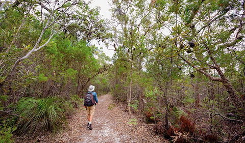 Angophora Grove Walking Track - Accommodation Tasmania 1