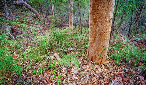 Angophora Grove Walking Track - Accommodation Tasmania 2