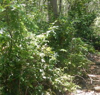 Bridle trail - Accommodation Tasmania