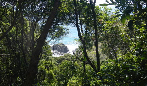 Rainforest Walking Track - Accommodation Tasmania 0