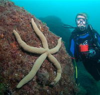 Cook Island Dive Site - Accommodation Tasmania