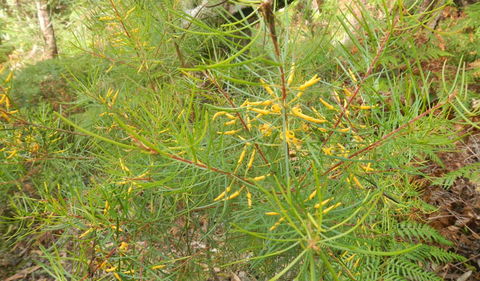 Kinchela Trig Lookout Walk - Accommodation Tasmania 1