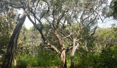 Kinchela Trig Lookout Walk - Accommodation Tasmania 2