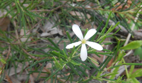 Kinchela Trig Lookout Walk - Accommodation Tasmania 3