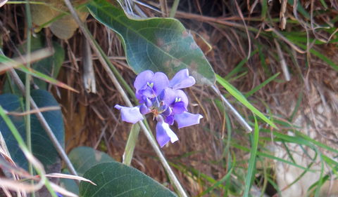 Broken Head Nature Reserve - Accommodation Tasmania 1