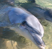 Dolphins of Monkey Mia - Accommodation Tasmania
