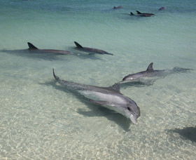 Dolphins Of Monkey Mia - Accommodation Tasmania 2