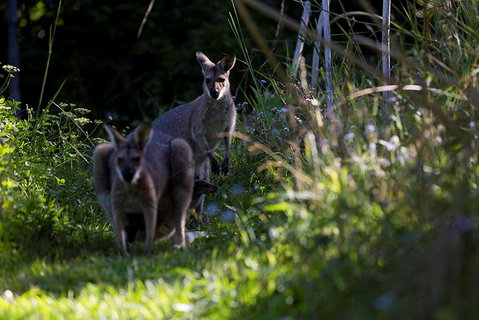 Djanbung Permaculture Gardens - Accommodation Tasmania 8