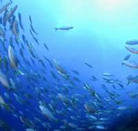 Cape Byron Marine Park - Accommodation Tasmania