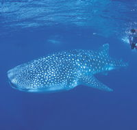 Ningaloo Reef - Accommodation Tasmania