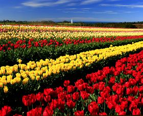 Table Cape - Accommodation Tasmania 2
