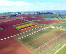 Table Cape - Accommodation Tasmania 4