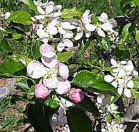 Avro Park Orchards - Accommodation Tasmania