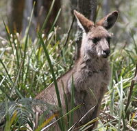 Blue Mountains Guides - Accommodation Tasmania