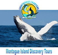 Lighthouse Charters Narooma - Accommodation Tasmania