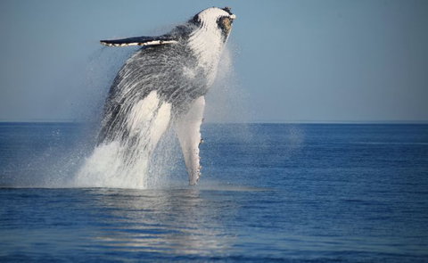 Absolute Ocean Charters - Accommodation Tasmania 8