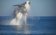 Absolute Ocean Charters - thumb 9