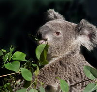 Koala Transfers - Accommodation Tasmania
