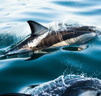 Dolphin Swim Australia - Accommodation Tasmania