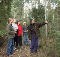 Great Western Tiers Forest Walks Tasmania - Accommodation Tasmania