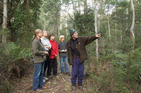 Great Western Tiers Forest Walks Tasmania - Accommodation Tasmania 0
