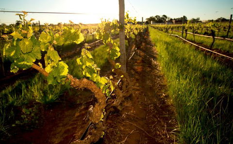 Kaesler Old Vine Vineyard Tour - Accommodation Tasmania 0