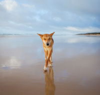 Fraser Island Adventure Tours - Accommodation Tasmania