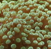 River to Reef Aquarium - Accommodation Tasmania