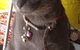 Pets And Saddles - thumb 0
