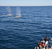 Blue Whale Perth Canyon Expedition - Accommodation Tasmania