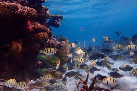 Lagoon Explorer - Ningaloo Reef Full-Day Kayaking And Snorkeling Adventure - Accommodation Tasmania 6