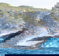 Jet Boat Whale Watching Safari from Dunsborough - Accommodation Tasmania